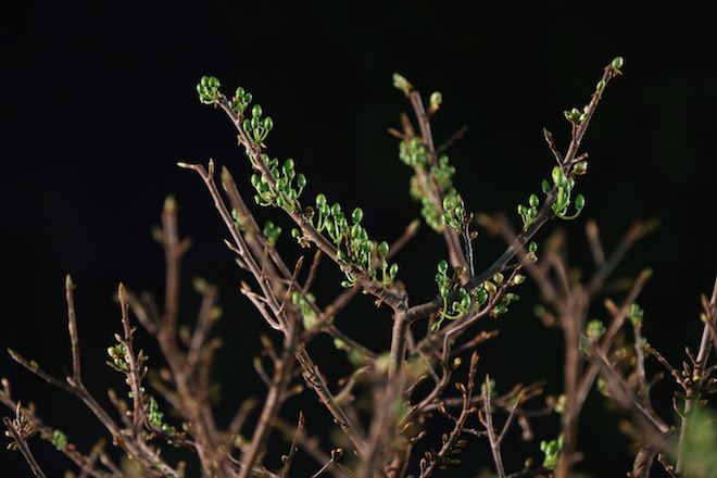 Chiêm ngưỡng gốc mai 3 tỉ đồng với bộ rễ tay phù thủy