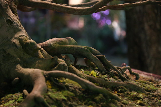 Chiêm ngưỡng gốc mai 3 tỉ đồng với bộ rễ tay phù thủy