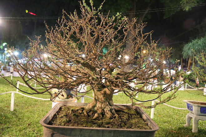 Chiêm ngưỡng gốc mai 3 tỉ đồng với bộ rễ tay phù thủy