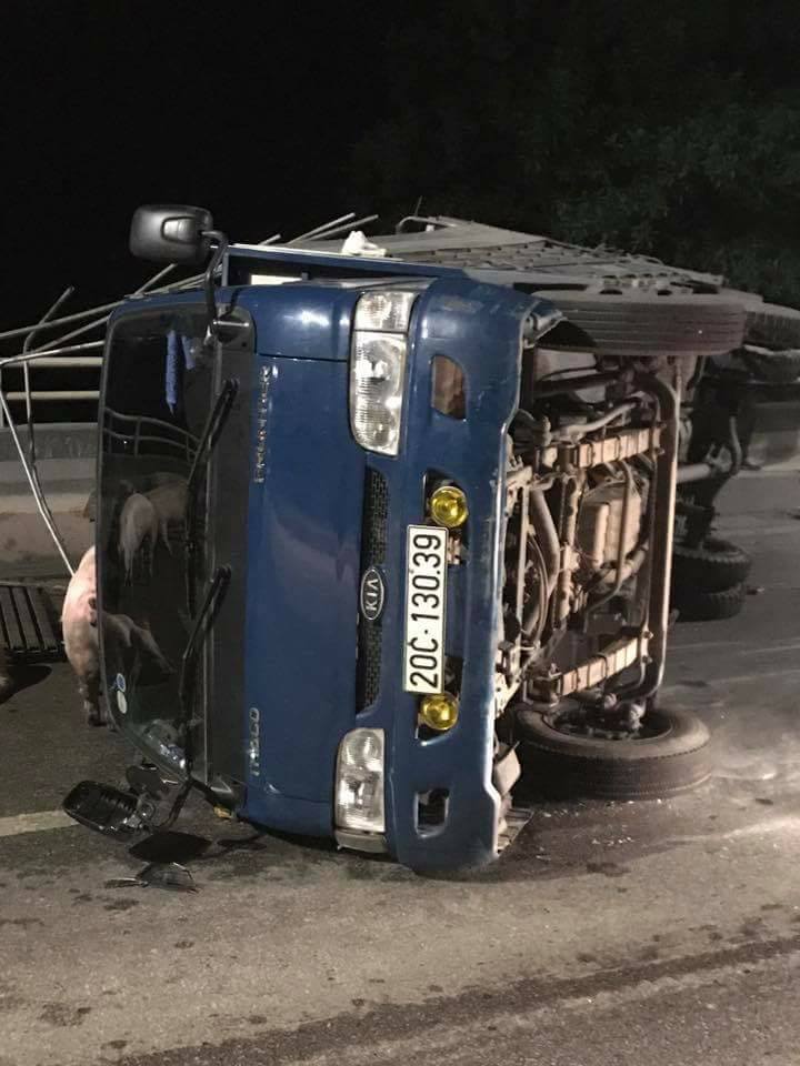 Xe tải lật, hàng chục con lợn tung tăng trên cầu Bãi Cháy