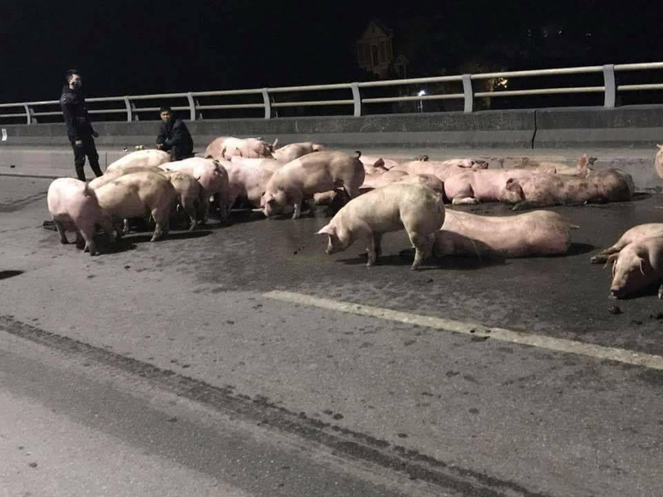 Xe tải lật, hàng chục con lợn tung tăng trên cầu Bãi Cháy