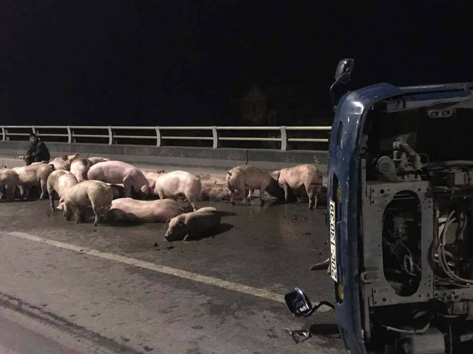 Xe tải lật, hàng chục con lợn tung tăng trên cầu Bãi Cháy