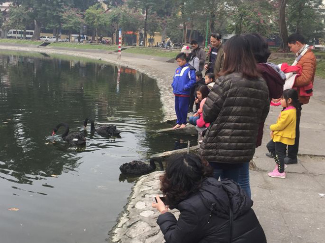 Chia 5 ca trực 24/24 để bảo vệ thiên nga ở hồ Thiền Quang suốt dịp nghỉ Tết