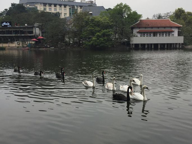 Chia 5 ca trực 24/24 để bảo vệ thiên nga ở hồ Thiền Quang suốt dịp nghỉ Tết