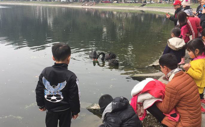 Chia 5 ca trực 24/24 để bảo vệ thiên nga ở hồ Thiền Quang suốt dịp nghỉ Tết