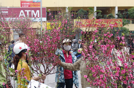 Mới 29 Tết lái buôn, nhà vườn đã xả hàng, bán chạy hoa, quất cảnh