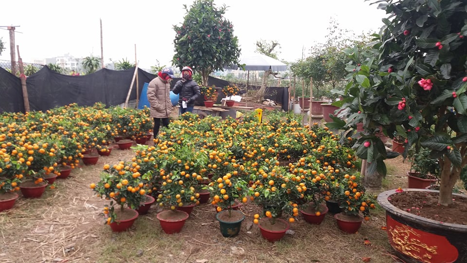 Mới 29 Tết lái buôn, nhà vườn đã xả hàng, bán chạy hoa, quất cảnh