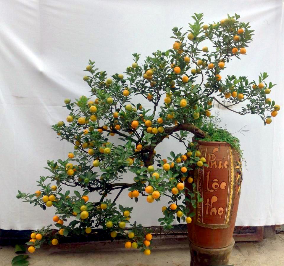 8 loại cây cho quả đem lại may mắn vào dịp Tết Mậu Tuất 2018 8 loại cây cho quả đem lại may mắn vào dịp Tết Mậu Tuất 2018