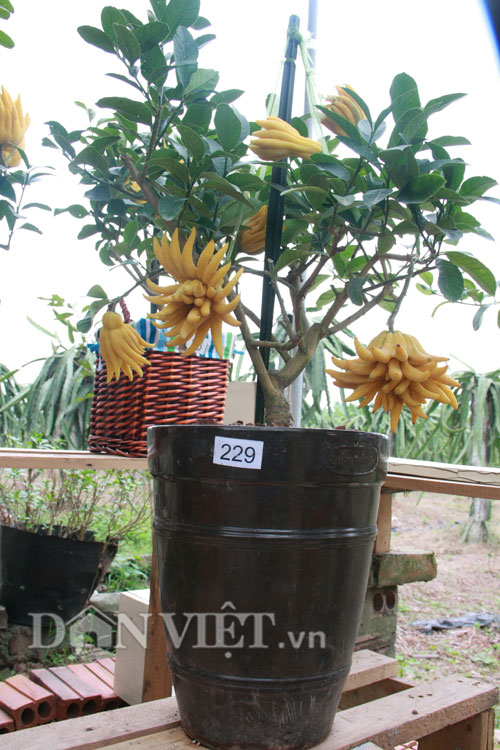 8 loại cây cho quả đem lại may mắn vào dịp Tết Mậu Tuất 2018 8 loại cây cho quả đem lại may mắn vào dịp Tết Mậu Tuất 2018