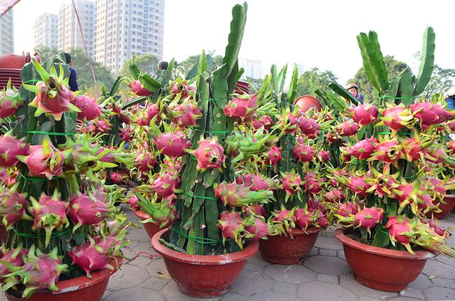 8 loại cây cho quả đem lại may mắn vào dịp Tết Mậu Tuất 2018 8 loại cây cho quả đem lại may mắn vào dịp Tết Mậu Tuất 2018