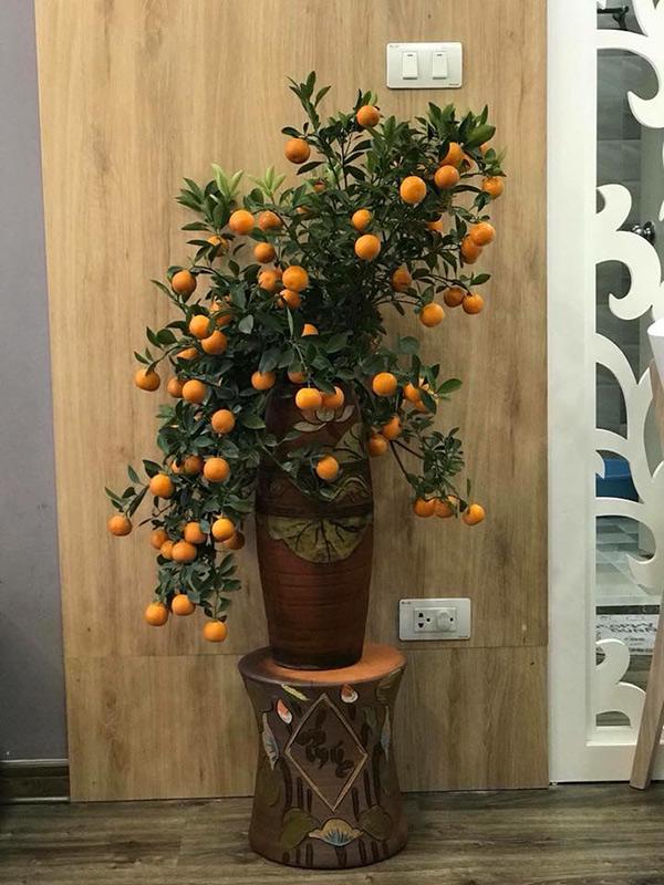 30 chưa phải Tết, bằng chứng là ông bố này: Mua cây quất chưa chơi Tết, con đã vặt sạch