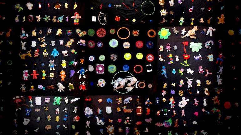 Giống chó khôn nhất hành tinh và những đặc tính đáng ngưỡng mộ