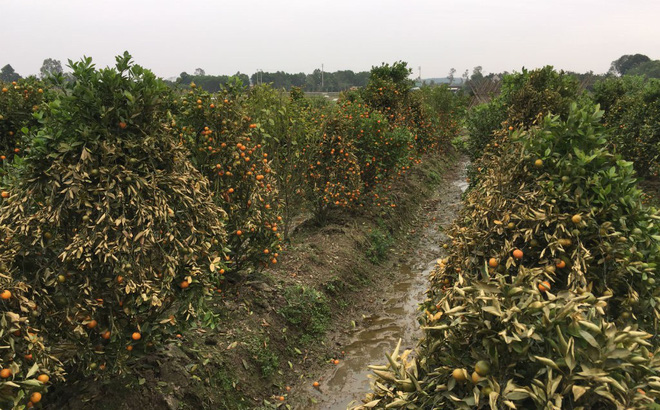 Hải Dương: Truy tìm kẻ gian chặt phá gần 400 cây ăn quả của người dân