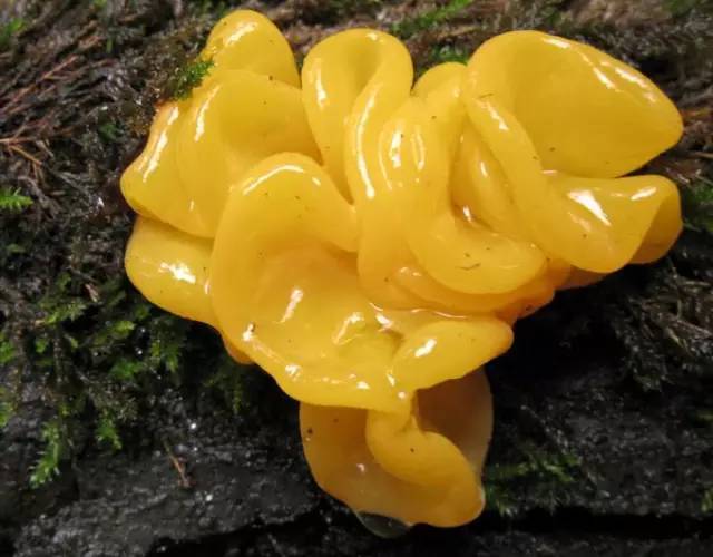 Kỳ lạ giống mộc nhĩ vàng siêu hiếm, giá 6,5 triệu VNĐ/kg