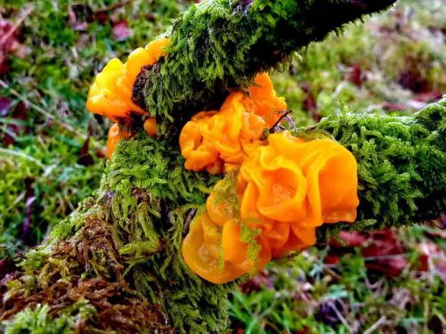 Kỳ lạ giống mộc nhĩ vàng siêu hiếm, giá 6,5 triệu VNĐ/kg