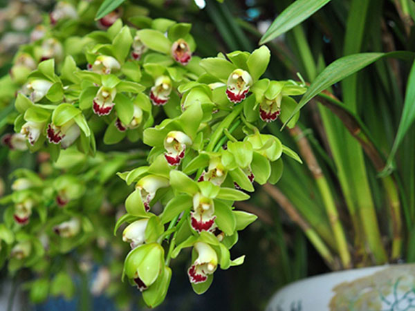 Người Việt chi chục triệu USD nhập cây cảnh Trung Quốc, Thái Lan chơi Tết