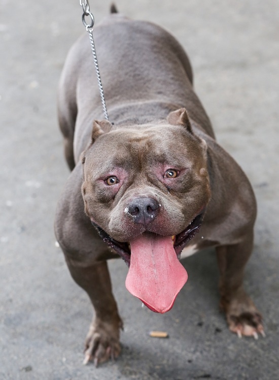 Người đàn ông nuôi chó giá chục nghìn đô ở Sài Gòn