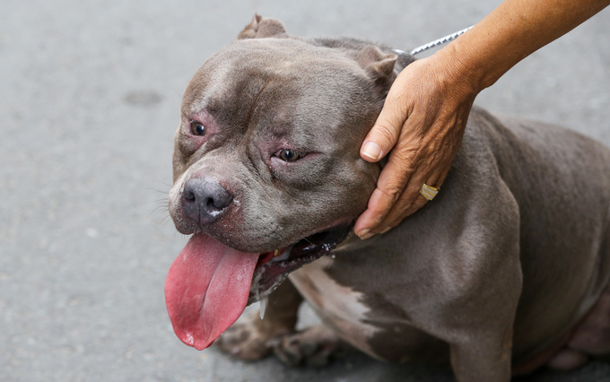 Người đàn ông nuôi chó giá chục nghìn đô ở Sài Gòn