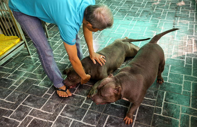 Người đàn ông nuôi chó giá chục nghìn đô ở Sài Gòn