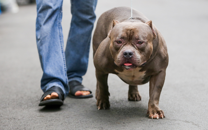Người đàn ông nuôi chó giá chục nghìn đô ở Sài Gòn