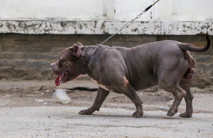 Người đàn ông nuôi chó giá chục nghìn đô ở Sài Gòn