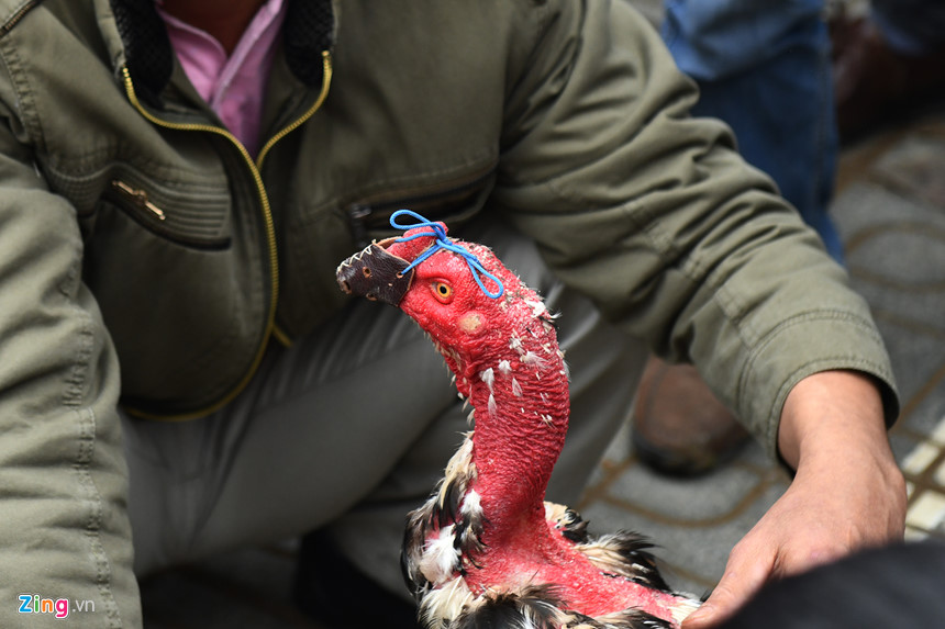 Nghìn người có mặt ở sân chọi gà ngày đầu năm mới