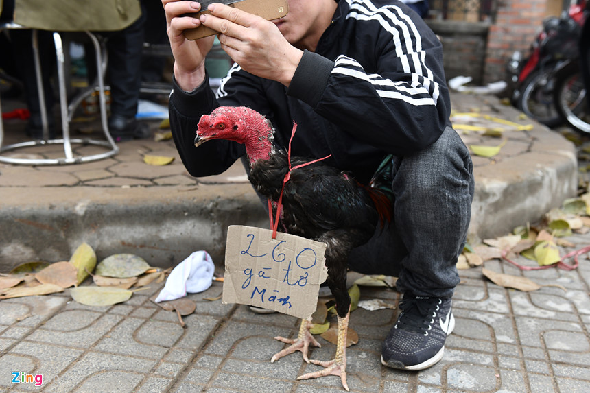 Nghìn người có mặt ở sân chọi gà ngày đầu năm mới