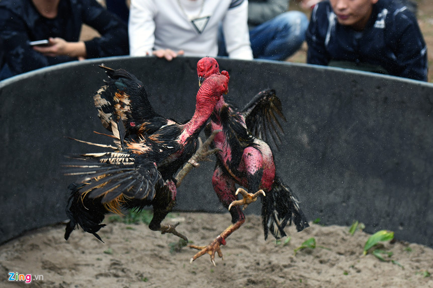 Nghìn người có mặt ở sân chọi gà ngày đầu năm mới