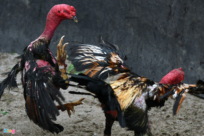 Nghìn người có mặt ở sân chọi gà ngày đầu năm mới