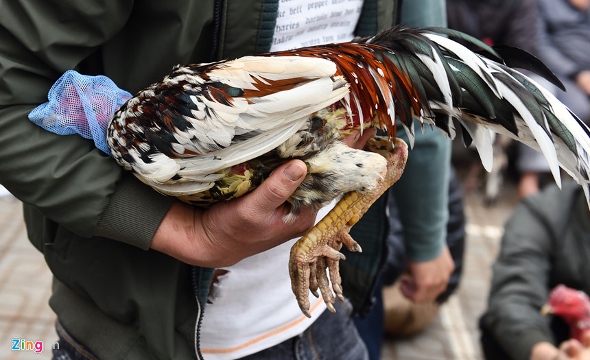 Nghìn người có mặt ở sân chọi gà ngày đầu năm mới