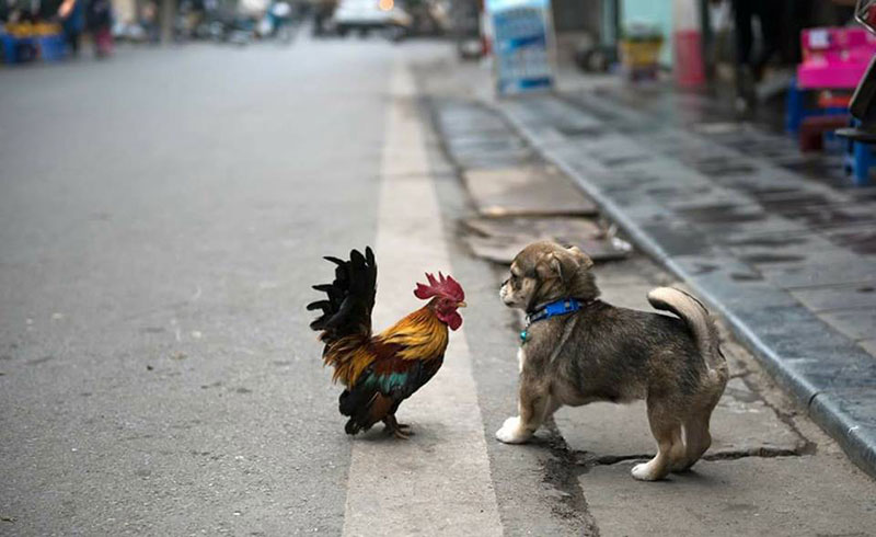 Những khoảnh khắc và câu chuyện đáng yêu được chia sẻ nhiều nhất trong dịp đầu năm mới 2018