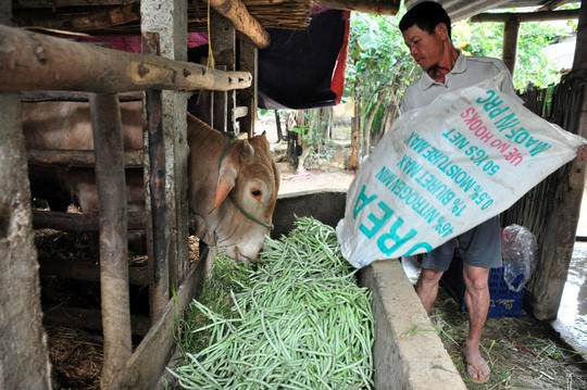 Nước mắt người trồng rau ngày mùng 3 Tết