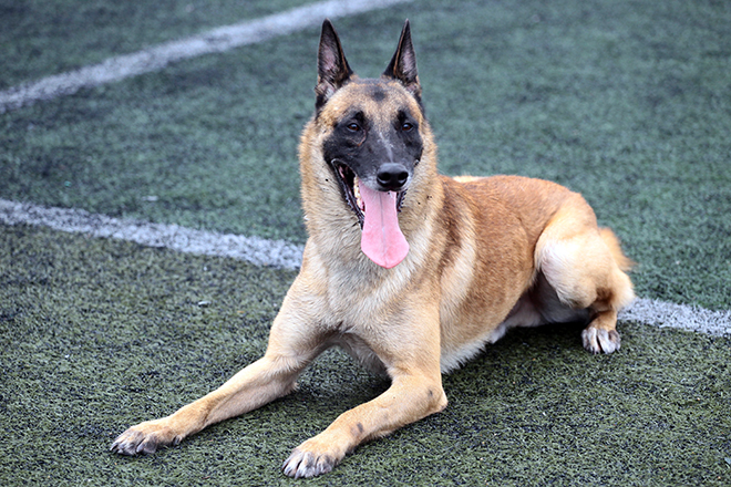 Ly kỳ thú chơi chó chăn cừu có giá đắt ngang ô tô của người Hà Nội