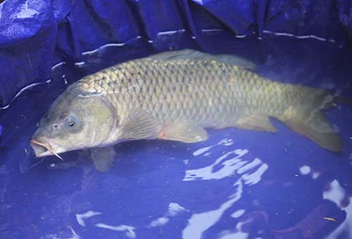 Cả trăm người xô đẩy để sờ cá chép lấy may