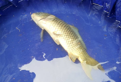 Cả trăm người xô đẩy để sờ cá chép lấy may