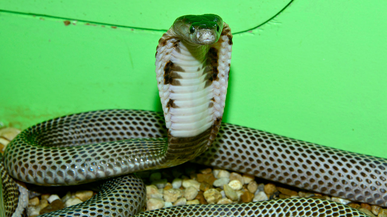 Hổ mang chúa tràn lan thành phố lớn nhất Indonesia