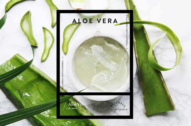 Chẳng cần đầu tư đồ đắt tiền, chỉ chút gel nha đam là đủ để bạn phục hồi cho tóc mềm mượt, bồng bềnh sau Tết Chẳng cần đầu tư đồ đắt tiền, chỉ chút gel nha đam là đủ để bạn phục hồi cho tóc mềm mượt, bồng bềnh sau Tết