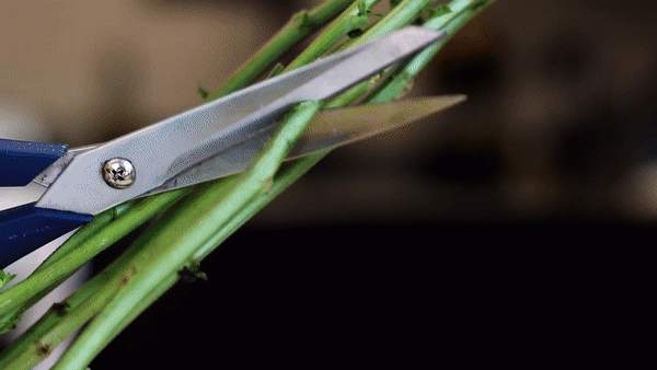 Hồi sinh lọ hoa sắp héo bằng 7 bí kíp độc mà các cửa hàng hoa ít tiết lộ