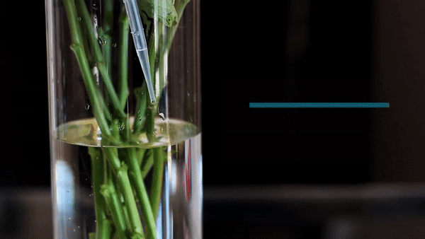 Hồi sinh lọ hoa sắp héo bằng 7 bí kíp độc mà các cửa hàng hoa ít tiết lộ