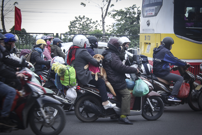 Muôn kiểu vận chuyển... trên xe máy lên Thủ đô