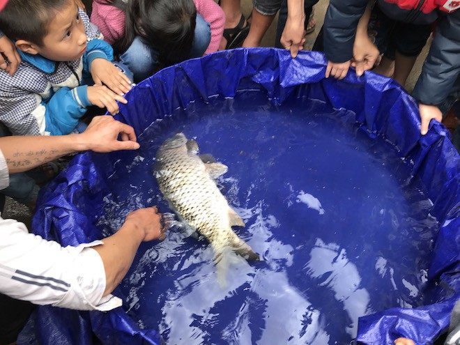 Đã bắt con cá nổi ở kênh mà người dân ùn ùn kéo đến xem mấy ngày Tết