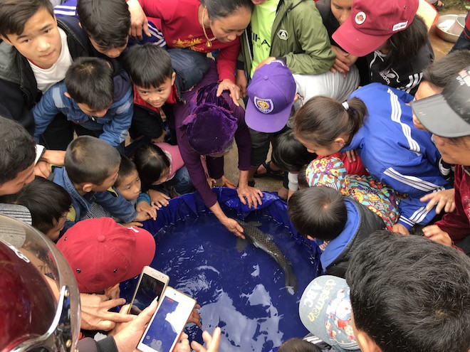 Đã bắt con cá nổi ở kênh mà người dân ùn ùn kéo đến xem mấy ngày Tết