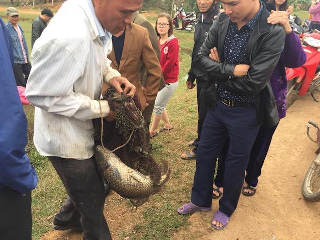 Đã bắt con cá nổi ở kênh mà người dân ùn ùn kéo đến xem mấy ngày Tết