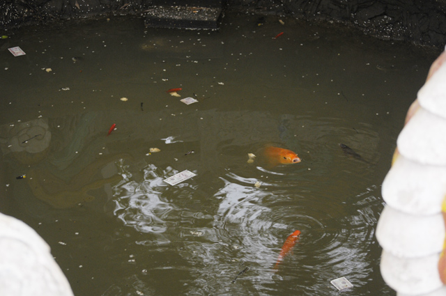 Lễ hội chùa Hương: Du khách méo mặt vì bị chặt chém