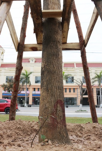 Hải Phòng nhập khẩu cây long não trồng trên đường hoa phượng