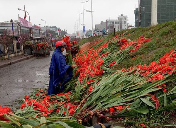 Hà Nội: Hoa tươi rớt giá, chỉ bằng 1/10 so với trước Tết, dân buôn vứt đổ đống tại chợ Quảng An