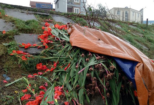 Hà Nội: Hoa tươi rớt giá, chỉ bằng 1/10 so với trước Tết, dân buôn vứt đổ đống tại chợ Quảng An