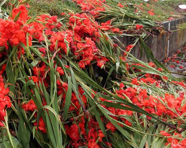 Hà Nội: Hoa tươi rớt giá, chỉ bằng 1/10 so với trước Tết, dân buôn vứt đổ đống tại chợ Quảng An