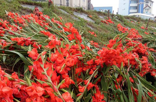 Hà Nội: Hoa tươi rớt giá, chỉ bằng 1/10 so với trước Tết, dân buôn vứt đổ đống tại chợ Quảng An