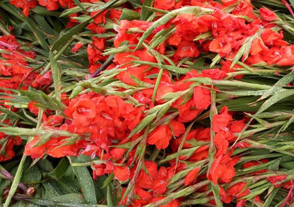 Hà Nội: Hoa tươi rớt giá, chỉ bằng 1/10 so với trước Tết, dân buôn vứt đổ đống tại chợ Quảng An